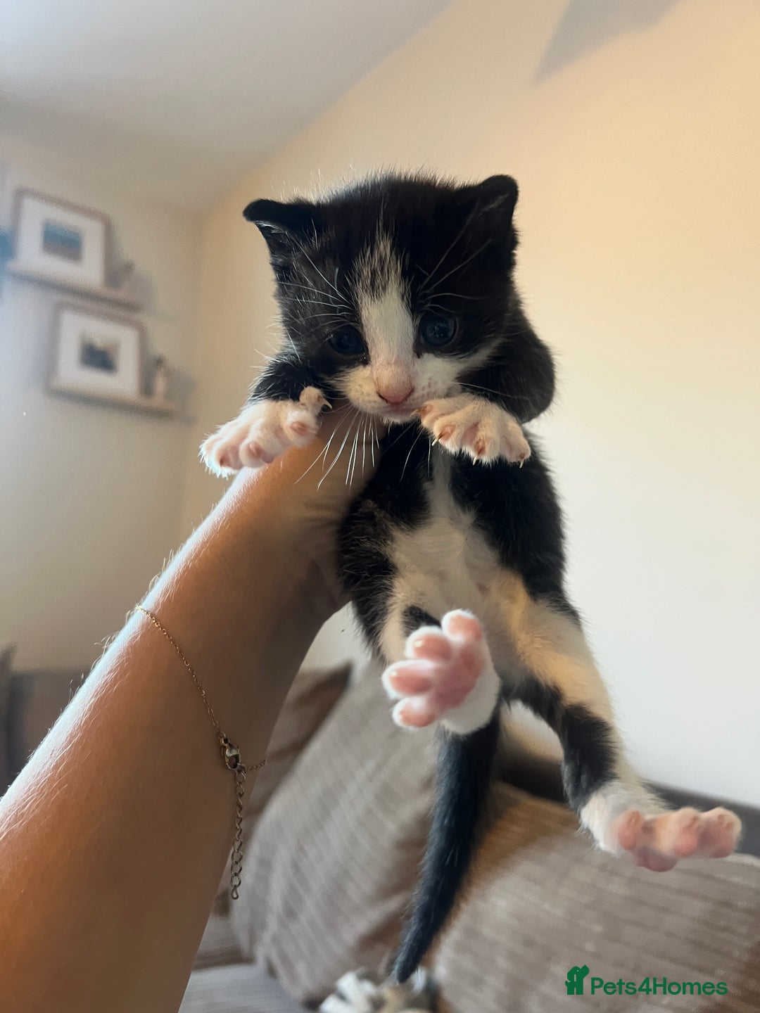 Domestic Shorthair cats for sale: Only 2 left - beautiful cuddly litter of 4  - Image 7