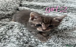 Maine Coon cats for sale: 3 gorgeous kittens for sale  - Image 4