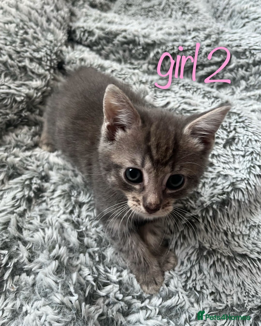 Maine Coon cats for sale: 3 gorgeous kittens for sale  - Image 4