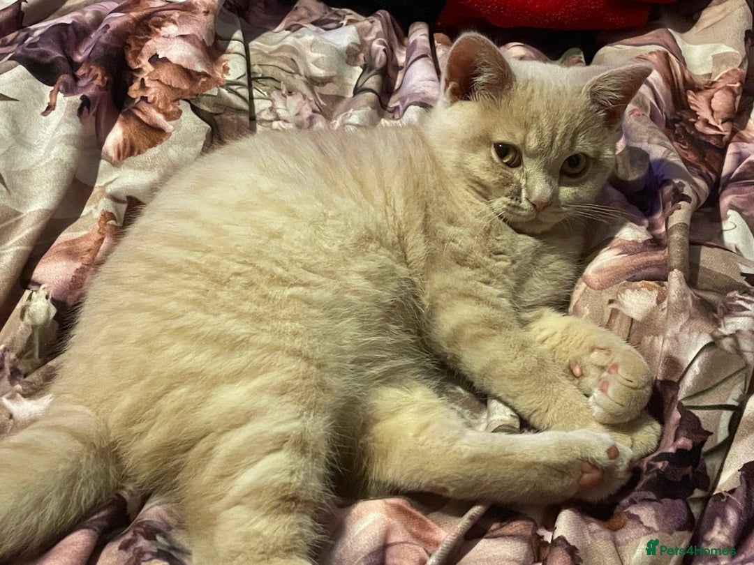 British Shorthair cats for sale: British shorthair cat - Advert 15