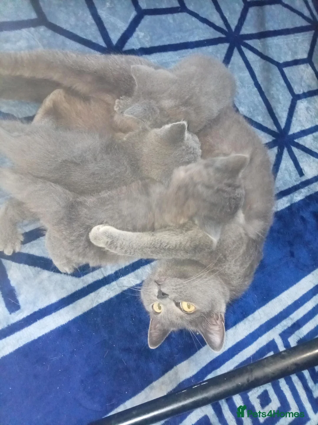 Mixed Breed cats for sale: 3 gorgeous kittens  - Advert 8