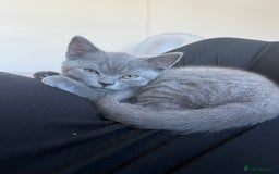 British Shorthair cats for sale: Grey (Blue) British ShortHair Male - Image 4