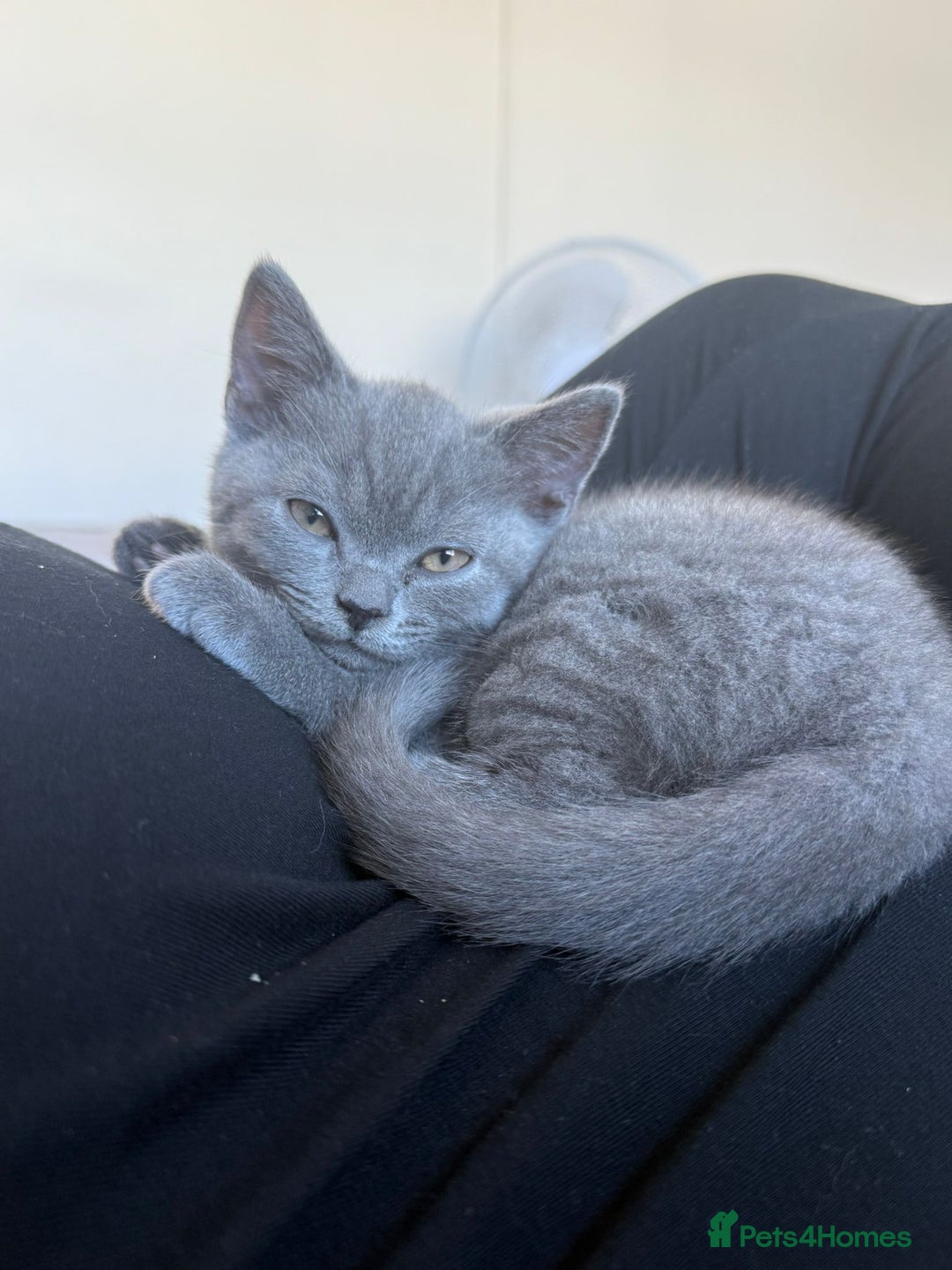 British Shorthair cats for sale: Grey (Blue) British ShortHair Male - Image 4