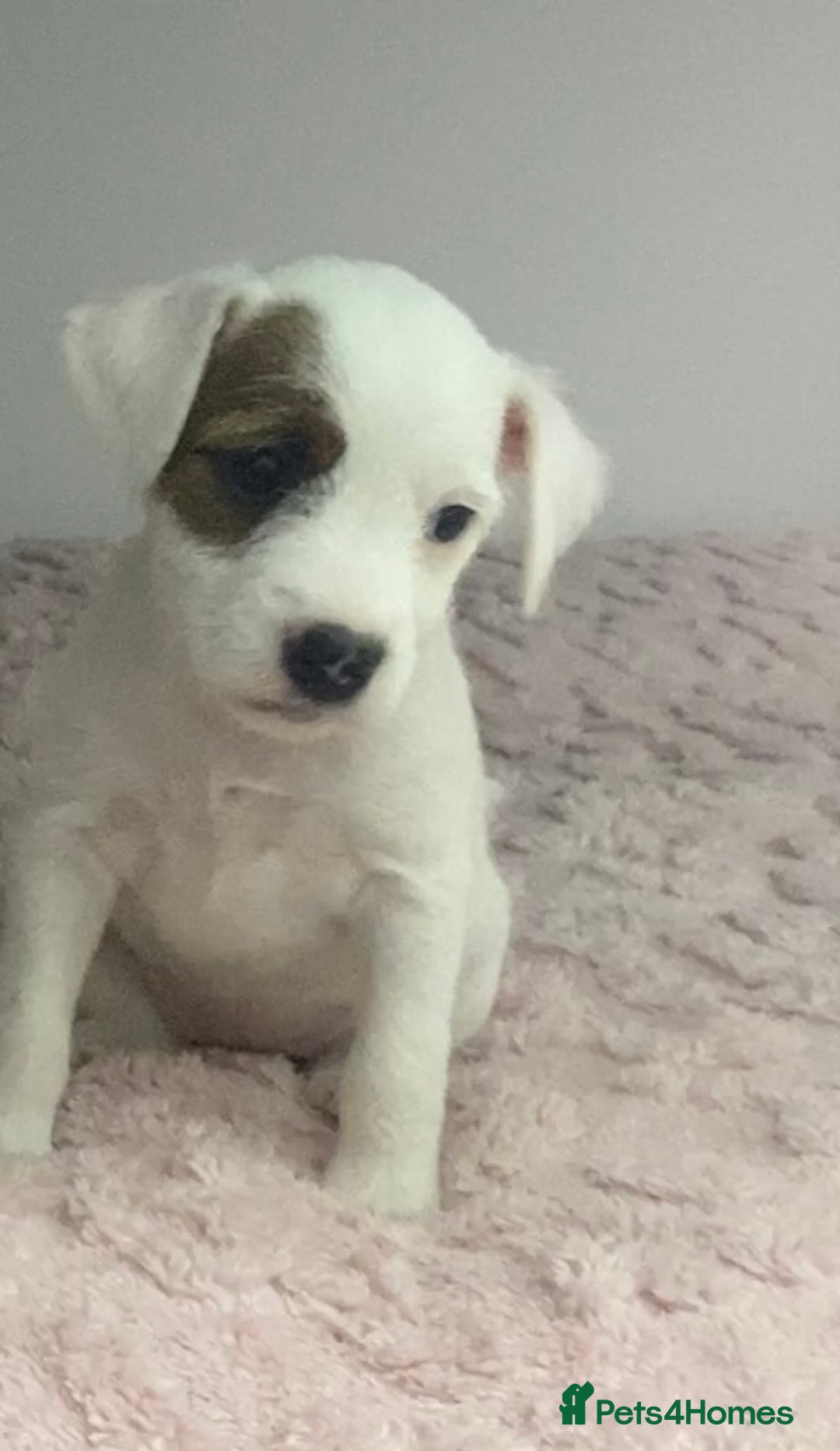 Parson Russell dogs for sale: Kc Champion Bred Parson Pups Crufts winning lines  - Advert 19