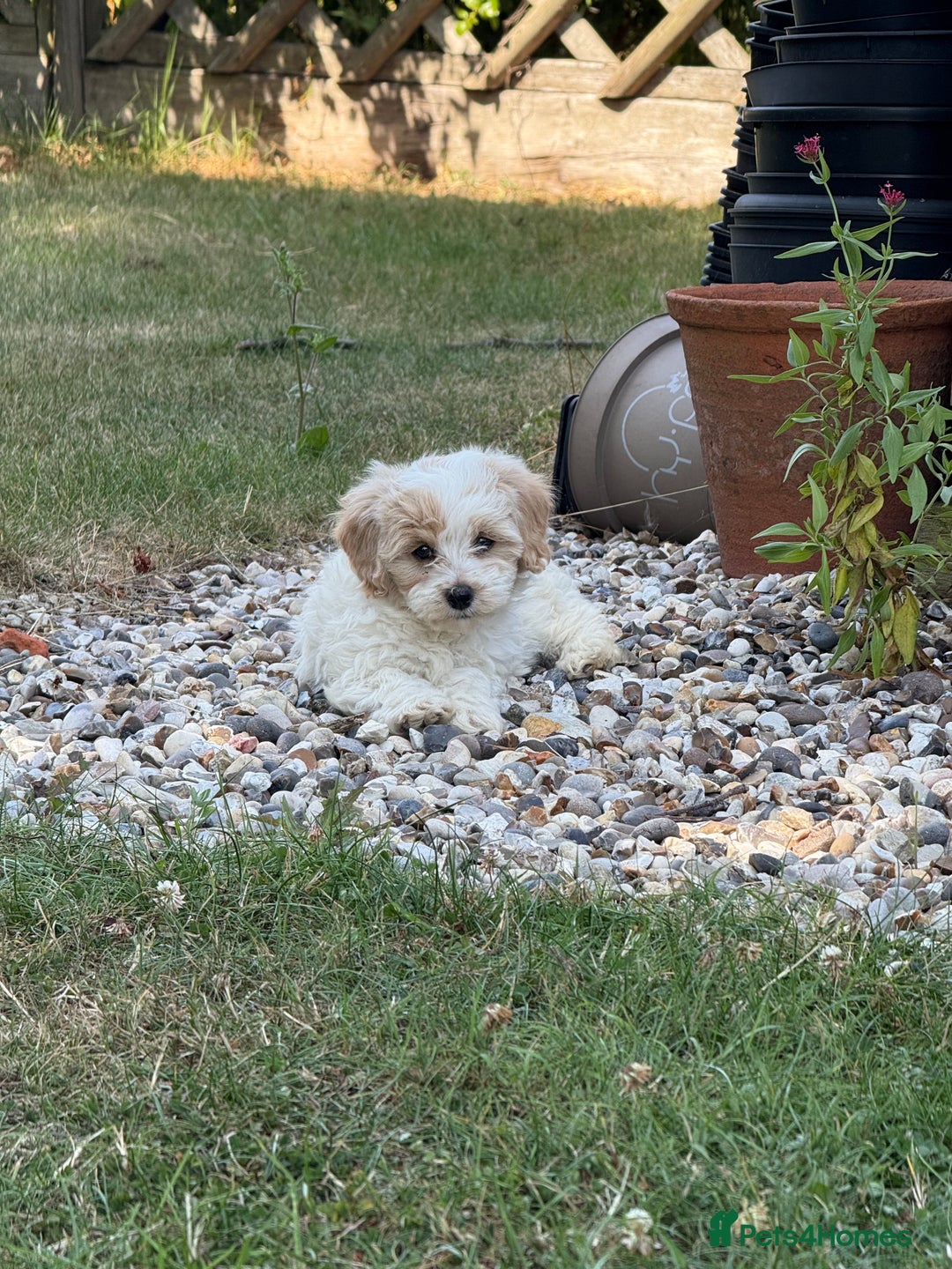 Maltipoo dogs for sale: 🌟 READY NOW 🌟 F1 Maltipoos  - Image 16