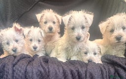 West Highland Terrier dogs for sale: Beautiful Westhighland White Terriers - Image 1