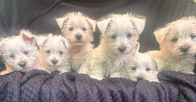 West Highland Terrier dogs - Advert 8