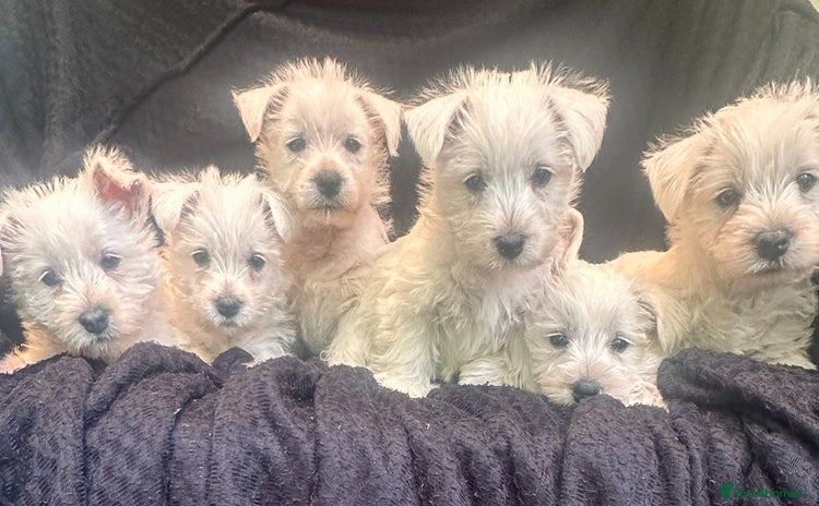 West Highland Terrier dogs - Advert 7