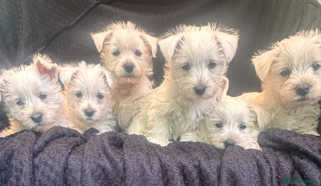 West Highland Terrier dogs for sale: Beautiful Westhighland White Terriers - Image 1