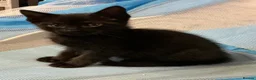 Bengal cats for sale: Kittens for sale - Advert 12