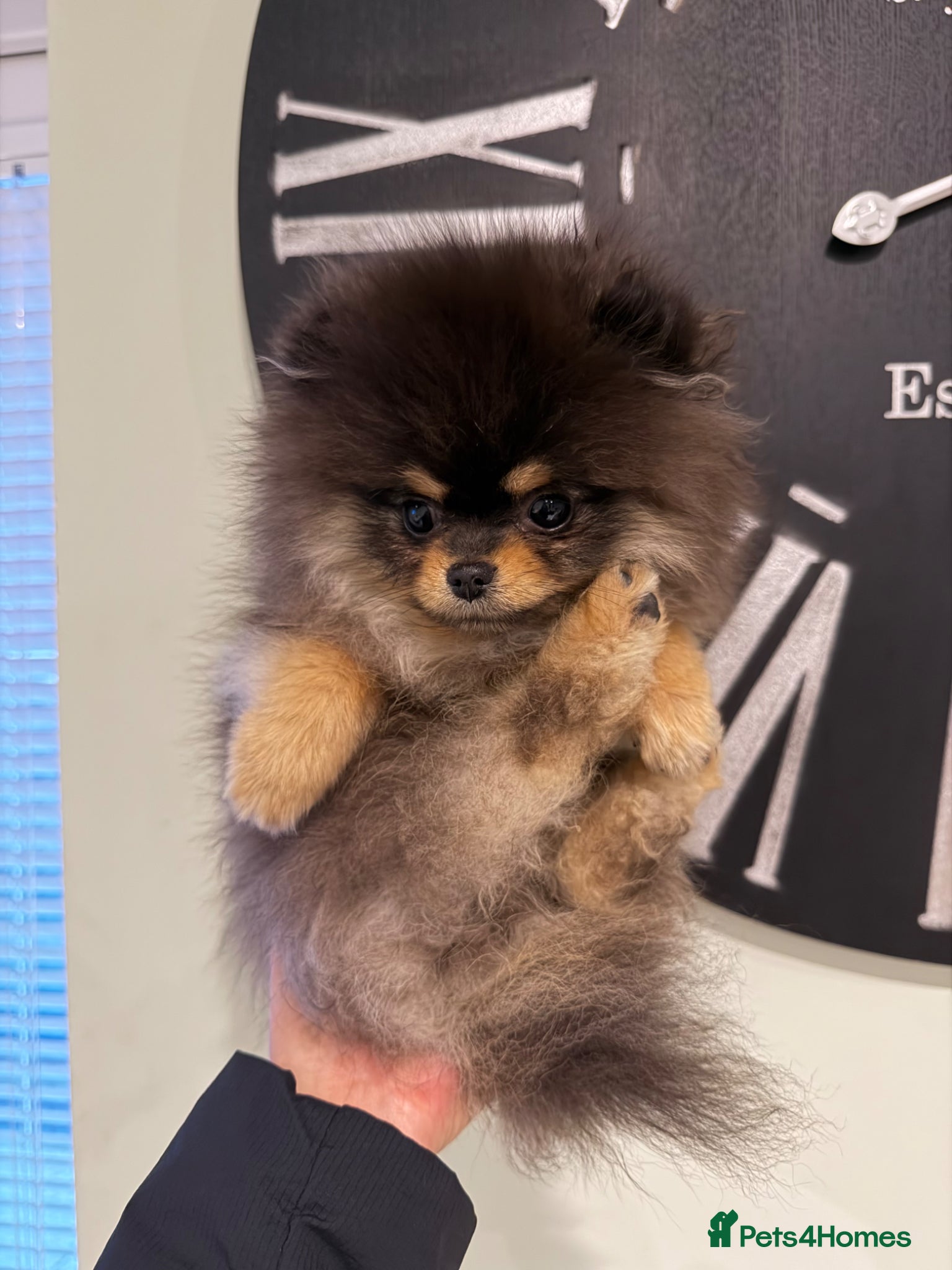 Pomeranian dogs Stunning XXS Pomeranian  - Advert 2