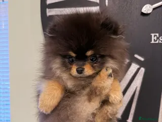 Pomeranian dogs Stunning XXS Pomeranian - Advert 1