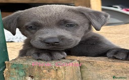 Labrador Retriever dogs for sale: Beautiful Silver & Charcoal KC Labs - Image 17