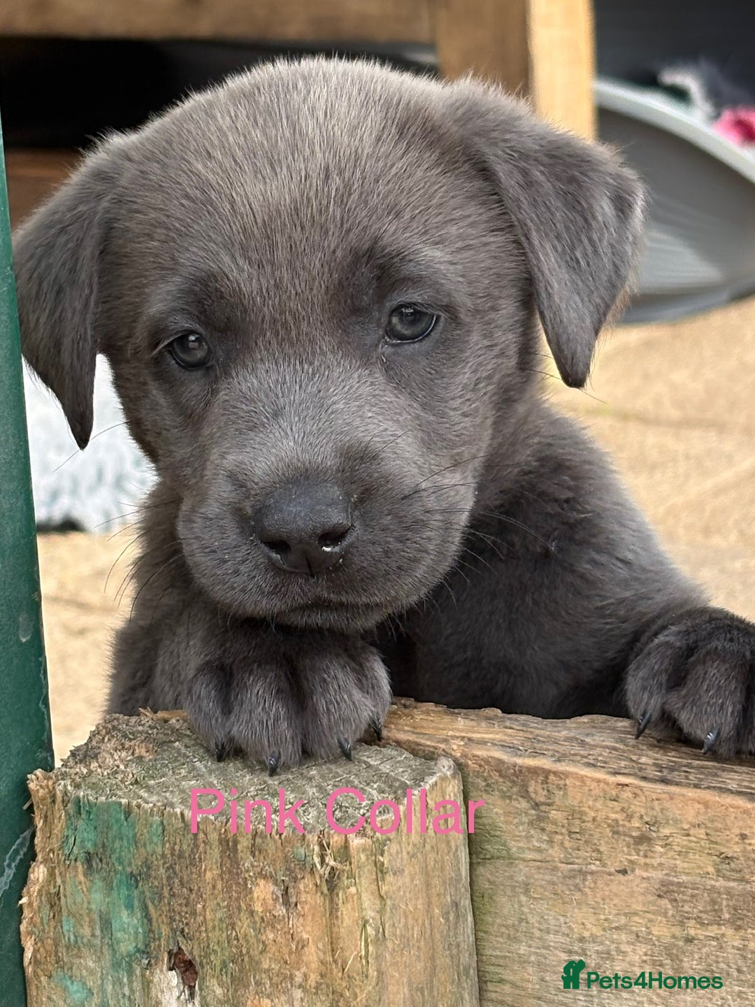 Labrador Retriever dogs for sale: Beautiful Silver & Charcoal KC Labs - Image 17