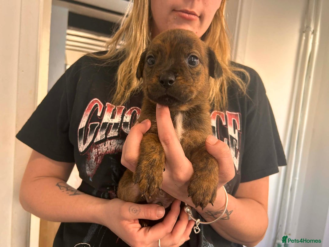 Mixed Breed dogs for sale: Beautiful Rottweiler x bullmastiff puppies - Advert 10