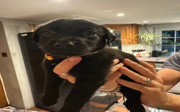 Mixed Breed dogs for sale: Rottweiler cross Labrador *READY TO VIEW* in Oxted - Image 3