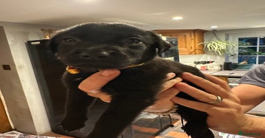 Mixed Breed dogs in Oxted - Advert 10