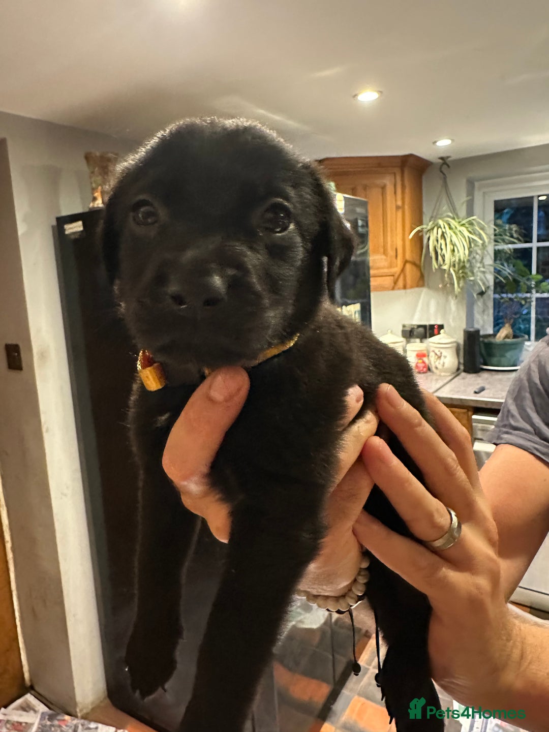 Mixed Breed dogs for sale: Rottweiler cross Labrador *READY TO VIEW* in Oxted - Image 3