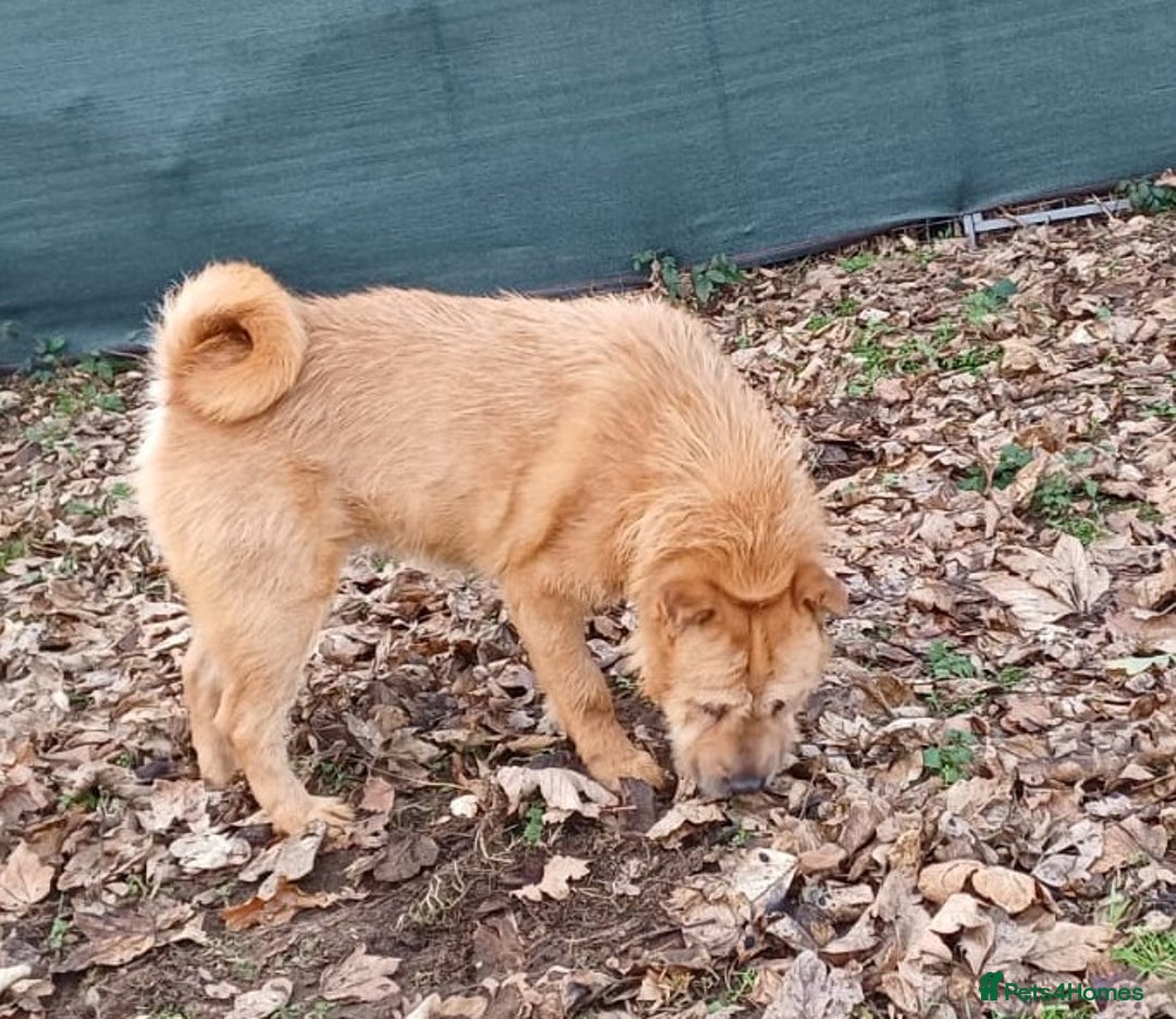 Mixed Breed dogs for adoption: 🐾 Meet IZZY 🐾 💛 A loyal heart & love to give 💛 - Advert 33