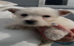 West Highland Terrier dogs for sale: West Highland Terrier pups Dad show bloodlines - Image 9
