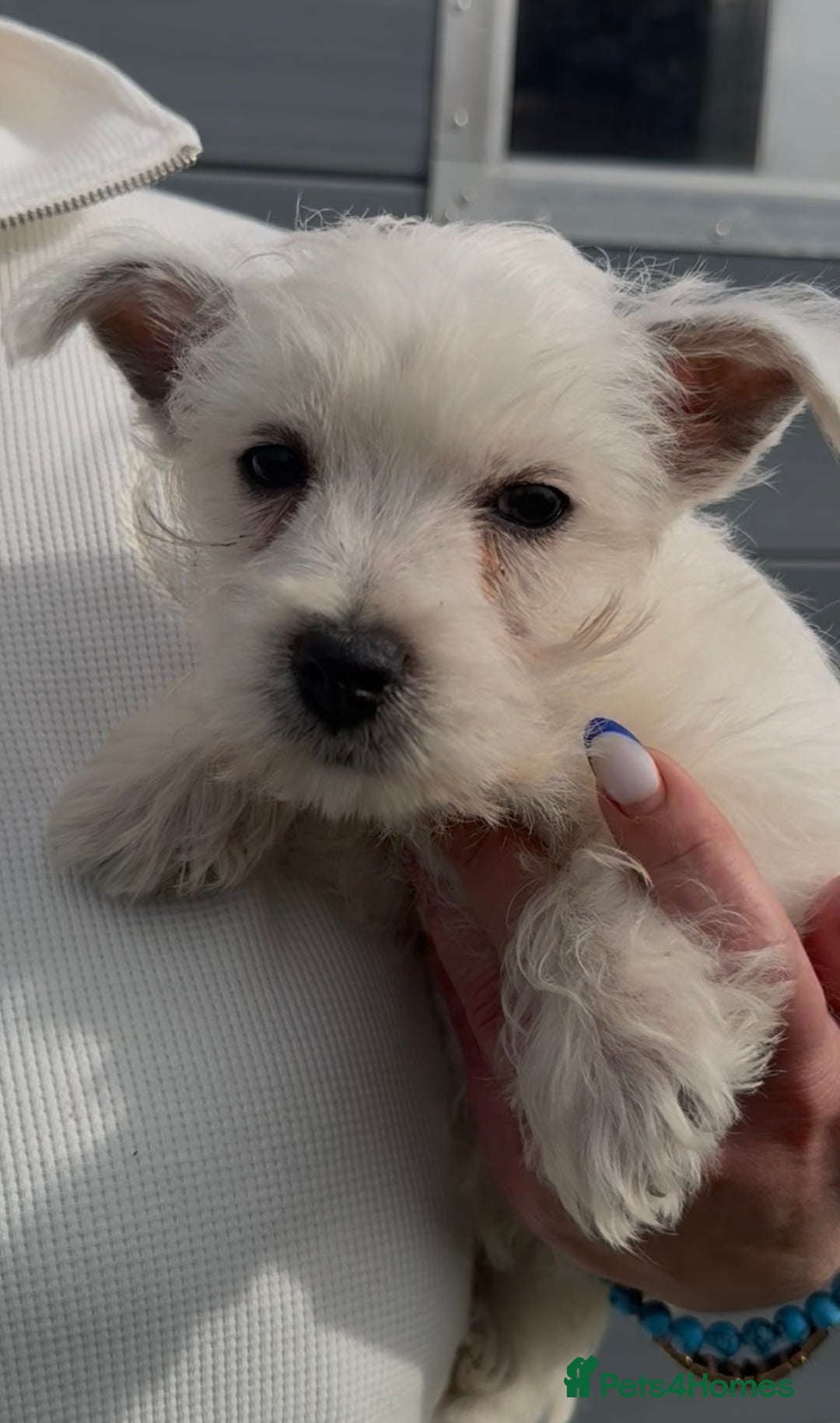 West Highland Terrier dogs for sale: West Highland Terrier pups Dad show bloodlines - Image 9