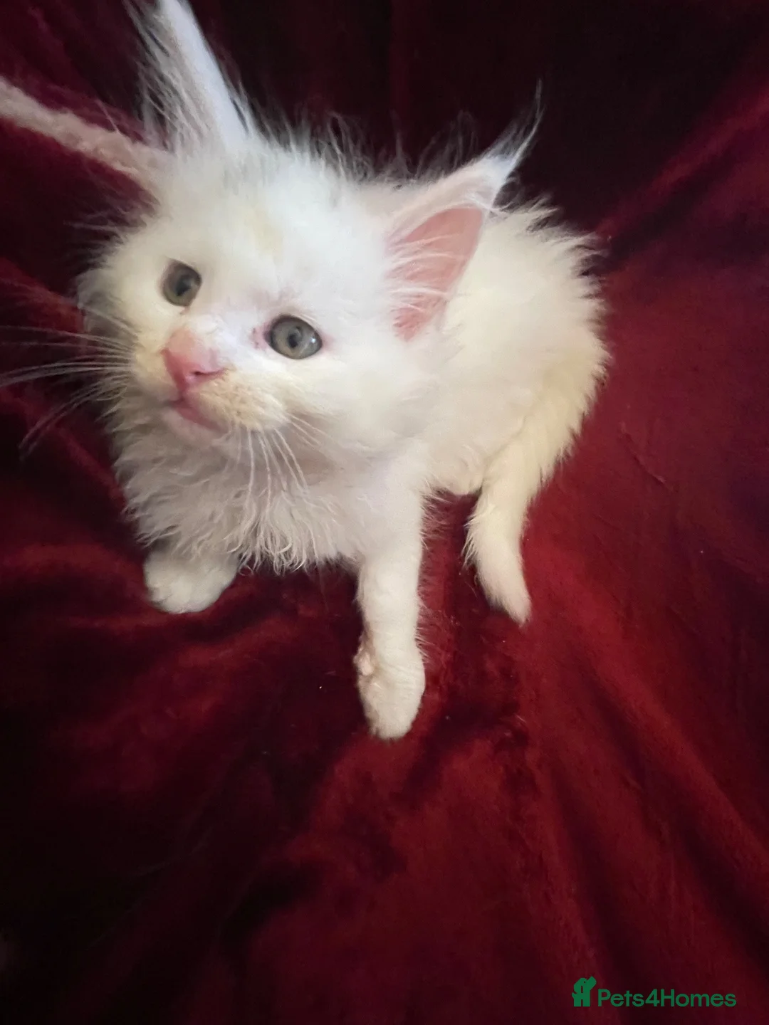 Maine Coon cats for sale: White Maine Coon kittens in Bury Saint Edmunds - Advert 17