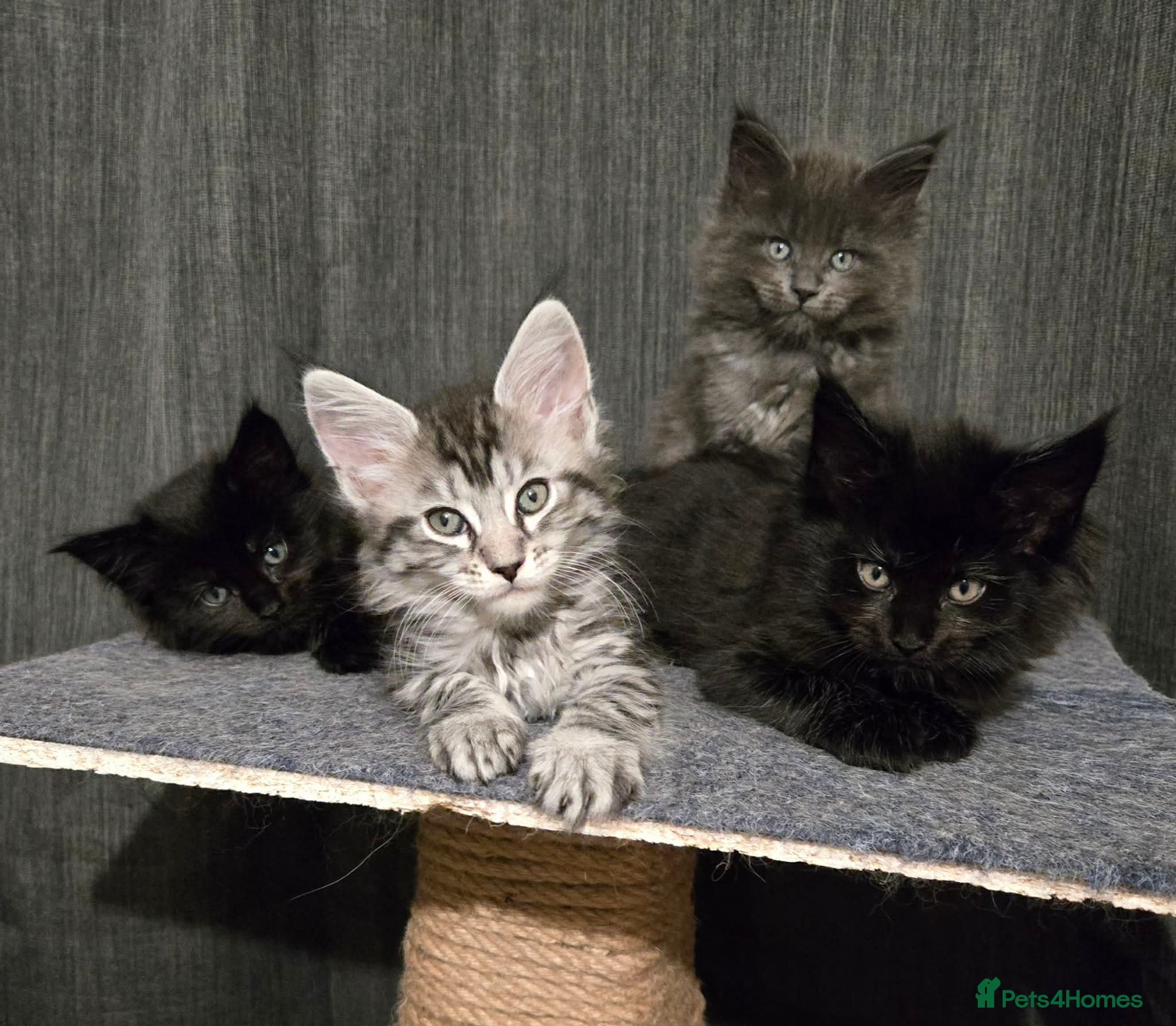 Maine Coon cats 2 Maine Coons girls. - Advert 5