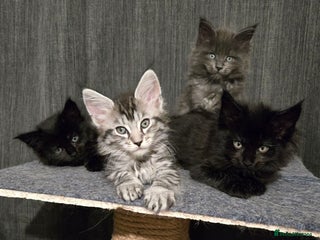 Maine Coon cats 2 Maine Coons girls. - Advert 5