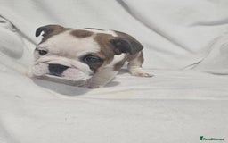 English Bulldog dogs for sale: Champion English bulldogs - Image 3