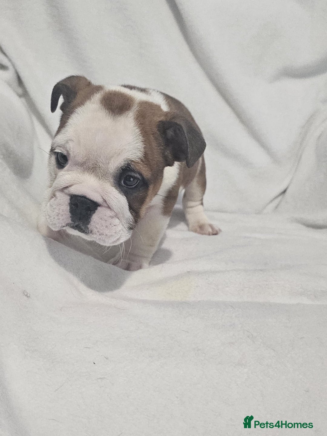 English Bulldog dogs for sale: Champion English bulldogs - Image 3