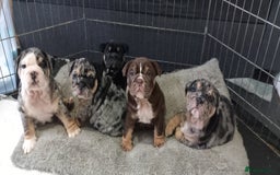 English Bulldog dogs for sale: English Bulldog Puppies - Image 1