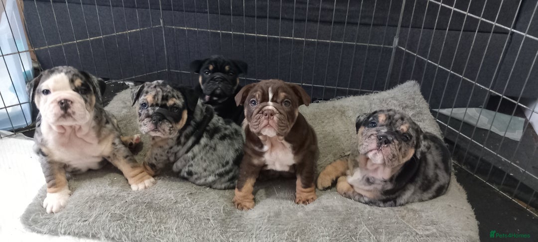 English Bulldog dogs for sale: English Bulldog Puppies - Image 1