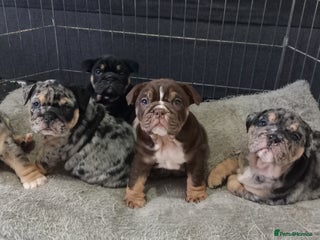 English Bulldog dogs for sale - Advert 1
