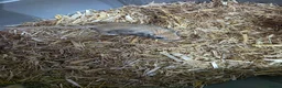 Gerbil rodents for sale: Gerbils  - Advert 2