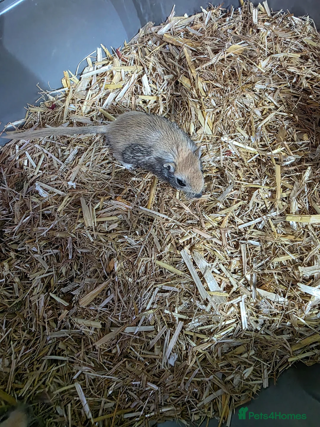 Gerbil rodents for sale: Gerbils  - Advert 2