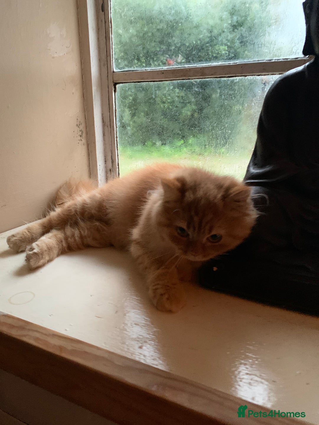 Persian cats for sale: Rare red shaded golden kit - Advert 2