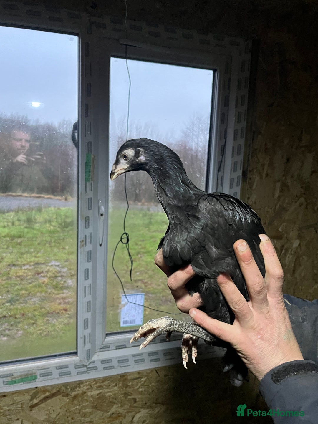 Chickens poultry for sale: Mianwali Aseel  - Advert 2