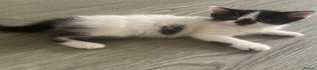 Mixed Breed Kitten 2