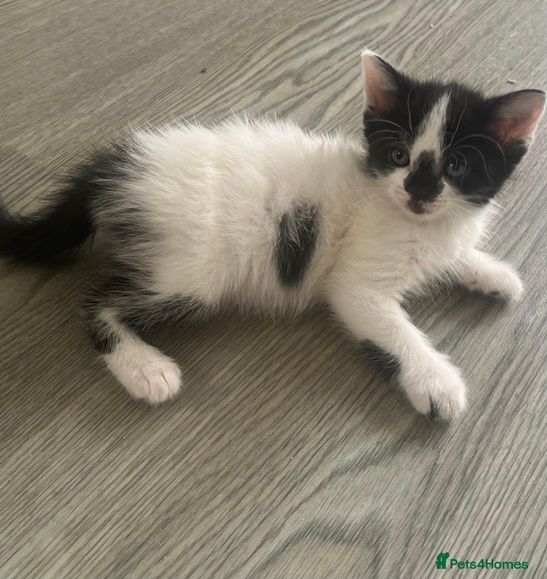 Mixed Breed cats for sale: Mixed breed kittens  - Image 24