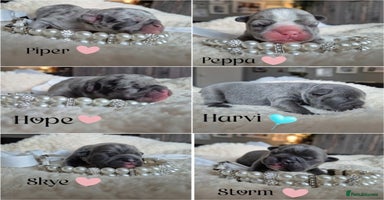 French Bulldog dogs - Advert 13