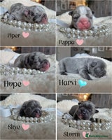 French Bulldog dogs - Advert 4