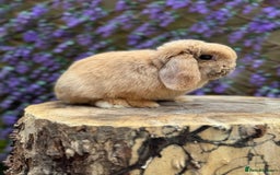 Mini Lop rabbits for sale: Mini lop sibling pair  - Image 21