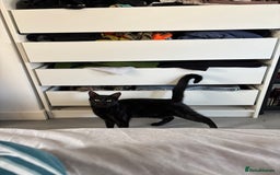 Mixed Breed cats for sale: Beautiful Black 10 Month Old Male Cat for Sale - Image 3