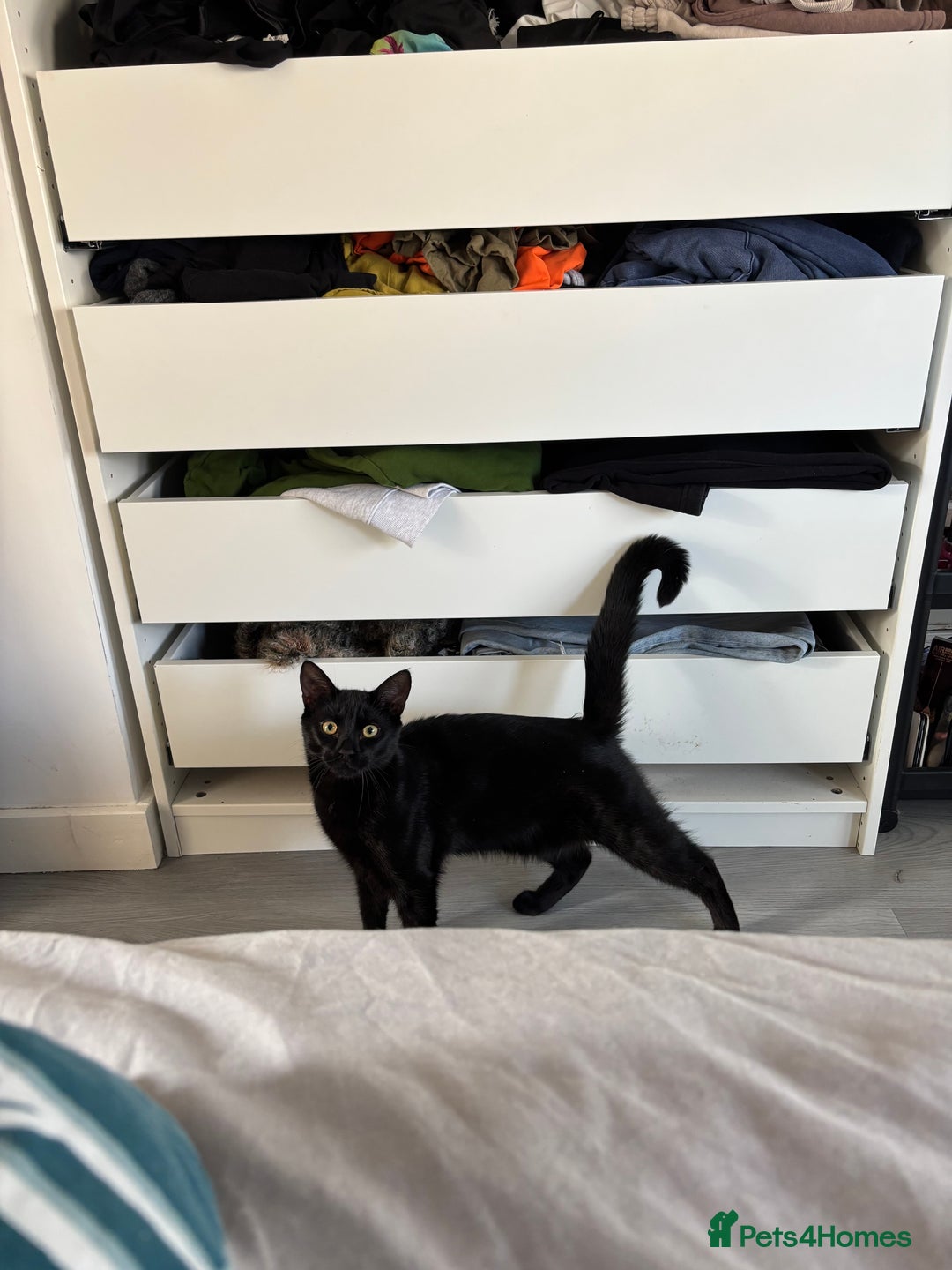 Mixed Breed cats for sale: Beautiful Black 10 Month Old Male Cat for Sale - Image 3
