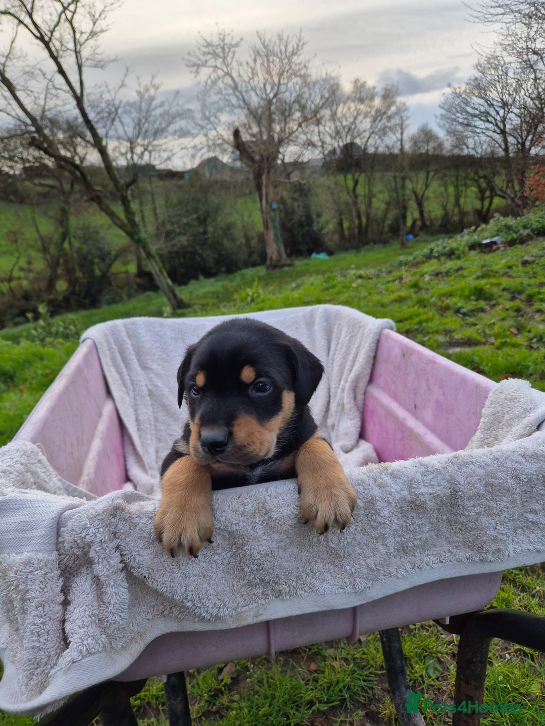Mixed Breed dogs for sale: Huntaway x collie pups - Advert 9