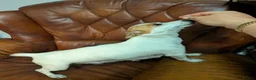 Jack Russell dogs for sale: Mini jack Russell  - Advert 8
