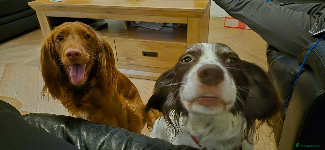 Sprocker dogs for sale: Sprocker Puppies  - Advert 17