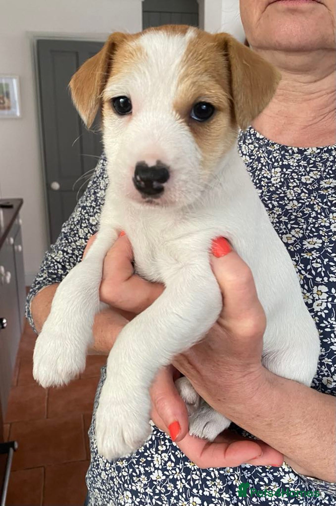 Terrier Welpen Parson Russell Abzugeben Terrier Mix Parson Jack