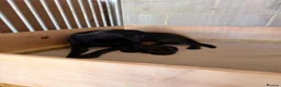 Labrador Retriever dogs for sale: Working Labrador Puppies - Advert 5