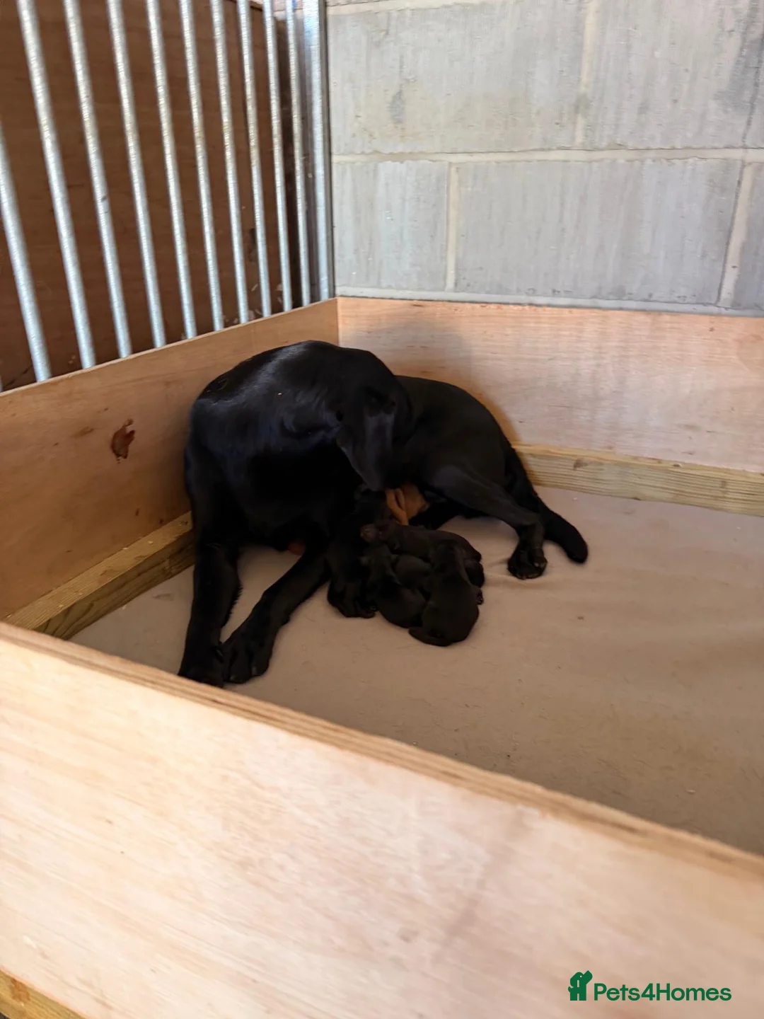 Labrador Retriever dogs for sale: Working Labrador Puppies - Advert 2